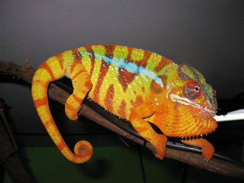 flame (3)-20121217-141812.jpg