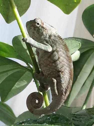 WASABI.jpg