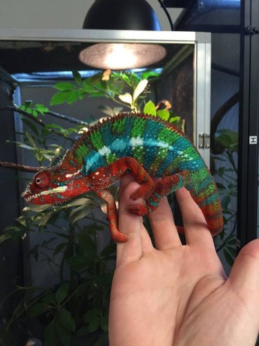 Blue Bar Panther Chameleon.jpg