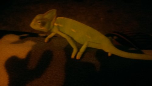 IMAG0444.jpg