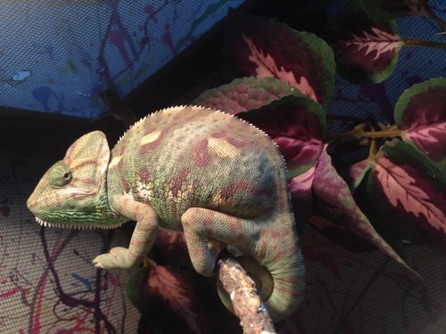 12571418_995809480490980_1934278043_n (1).jpg