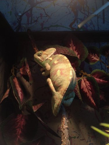 12528157_995809447157650_1441864827_n (1).jpg