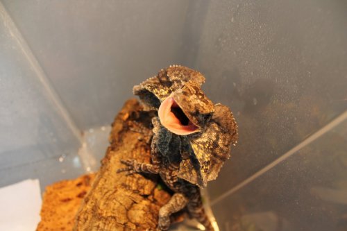 angry frilled.JPG