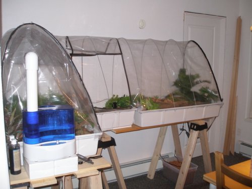 frog setup room.jpg