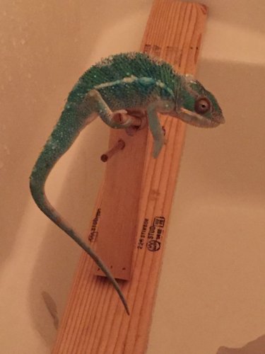 shower perch2.JPG