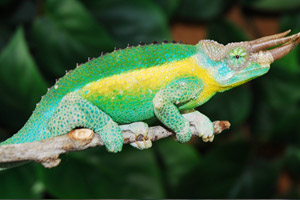 Chamaeleo_jacksonii_xantholophus_4.jpg