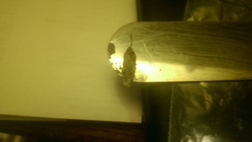 IMAG0529.jpg