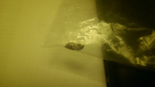 IMAG0530.jpg