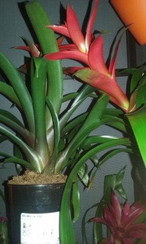 guzmania.jpg