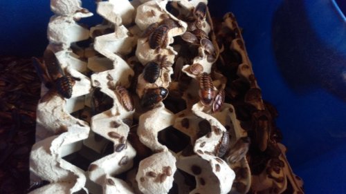 IMAG0529.jpg