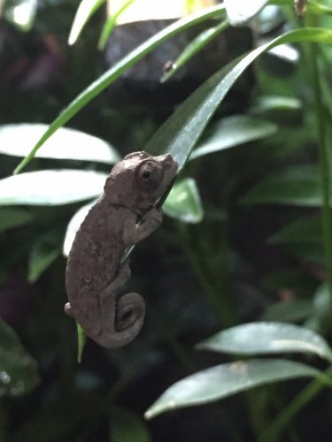 Meru Clinging to Leaf.jpg