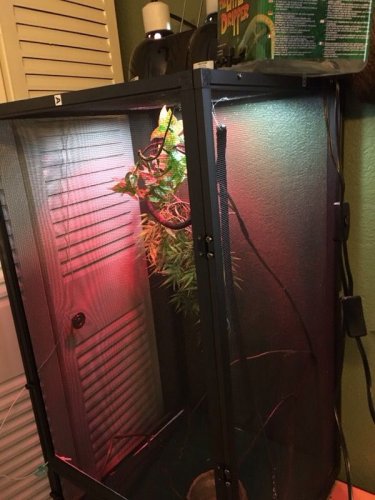 Desired chameleon cage.jpg