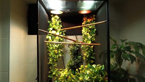 Panther chameleon set up.jpg