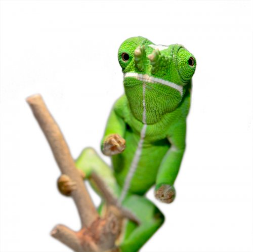 Petteri Male Adult - Canvas Chameleons Small (3).jpg