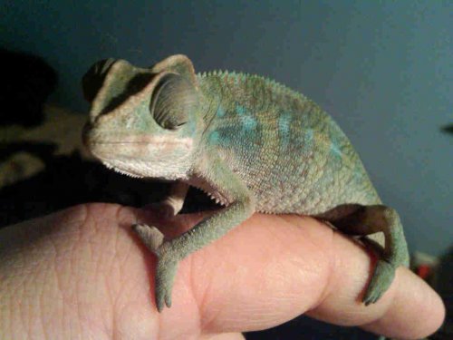 picasso 3 months.JPG