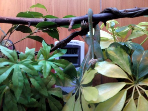 That`s your tail Gizzy.jpg