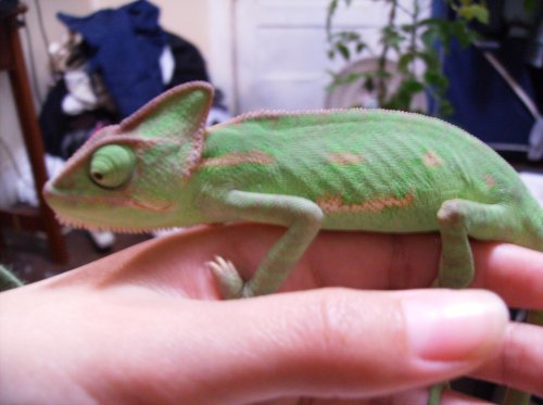 Nala&&Chameleo; 044.jpg