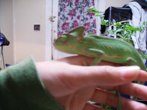 Nala&&Chameleo; 043.jpg