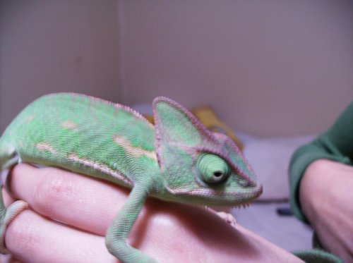 Nala&&Chameleo; 049.jpg