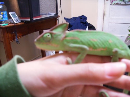 Nala&&Chameleo; 042.jpg