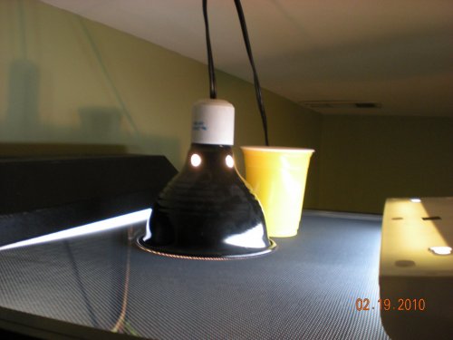 Blue Bar Mottled 010.jpg