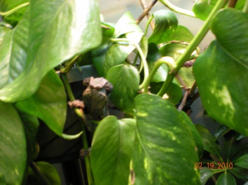 Blue Bar Mottled 007.jpg