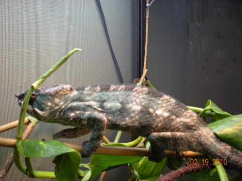 Blue Bar Mottled 009.jpg