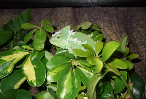 Chicken and video 001.jpg