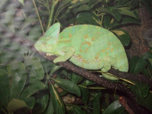 Chameleon Pictures 041.jpg
