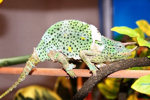chameleons1web.jpg