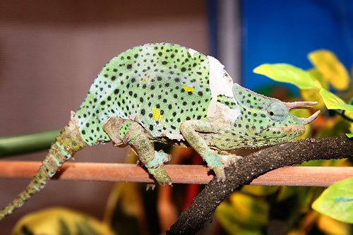 chameleons2web.jpg