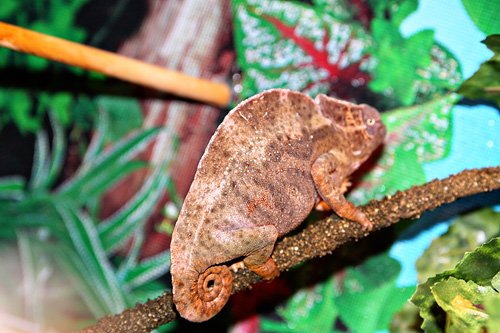 chameleons5web.jpg