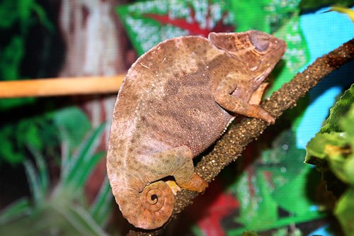 chameleons7web.jpg