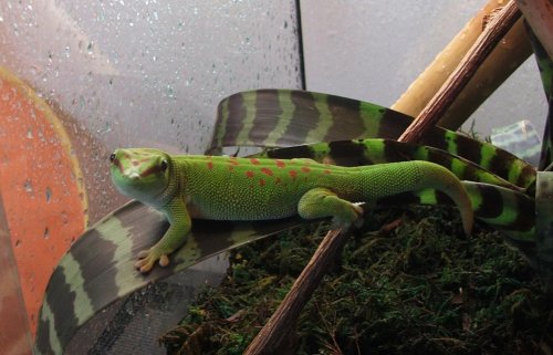 Reptar1.jpg