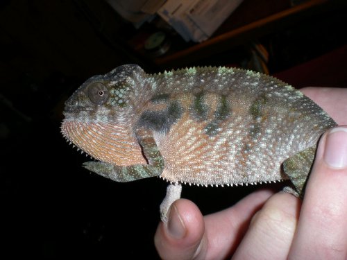 A COLORFUL LITTLE FEMALE.jpg