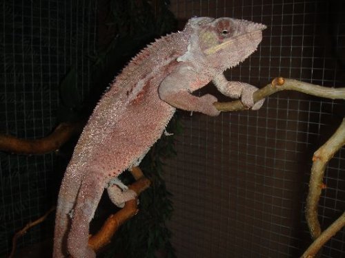 2-19-10 still shedding.JPG