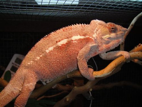 2-20-10 Rocko after shed.JPG