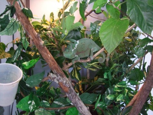 Clea pics 2-7-10 015.jpg