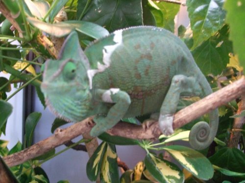 Clea pics 2-7-10 016.jpg