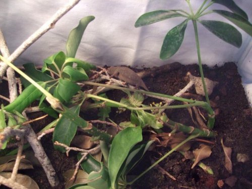 Clea pics 2-7-10 017.jpg