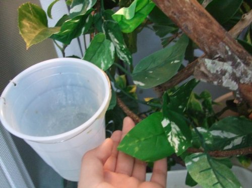 Clea pics 2-7-10 018.jpg