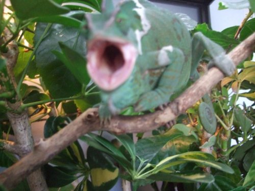 Clea pics 2-7-10 019.jpg