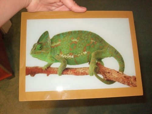 Clea pics 2-7-10 022.jpg