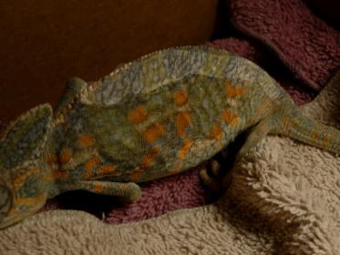 molly.jpg