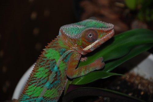 Skittles_chilling.jpg
