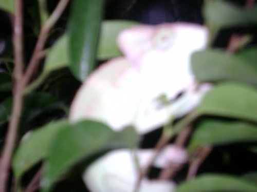 DSC01141.jpg