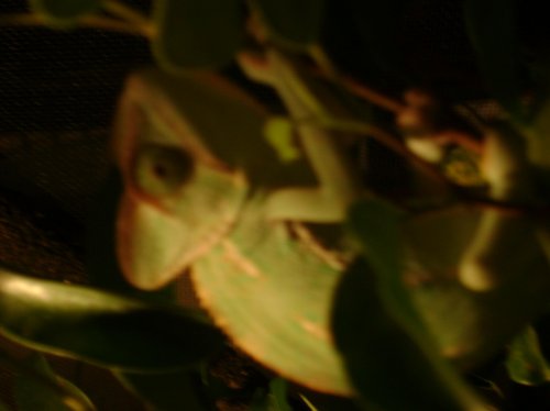 DSC01145.jpg
