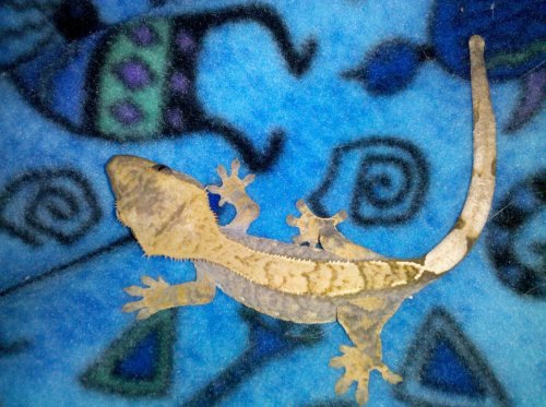 cell phone images 003.jpg