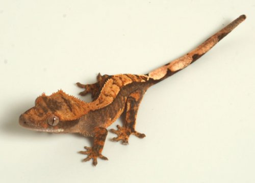 cell phone images 004.jpg