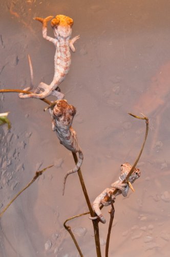 20100313-DSC_3610.jpg